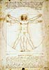 Vitruvian Man (classic male nude print)